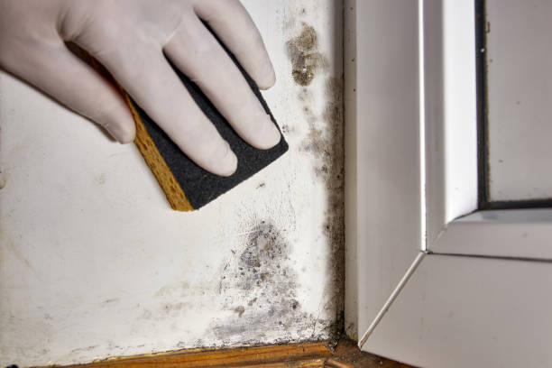 Winner, SD Mold Removal Pros